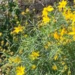 Coreopsis verticillataFiore