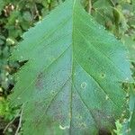 Crataegus douglasii Листок