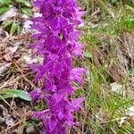 Orchis masculaFleur