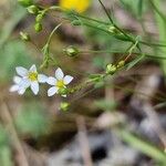 Linum catharticum 花