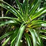 Tillandsia utriculata برگ