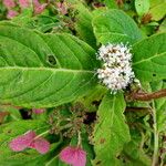 Hydrangea serrata Кветка