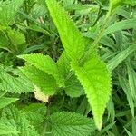 Verbena urticifolia Leaf