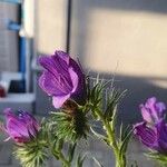 Echium sabulicolaFlower