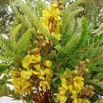 Peltophorum africanum Flower