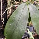 Phalaenopsis violacea পাতা