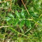 Berula erecta Blad