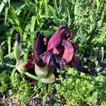 Iris petrana Fiore