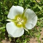 Calochortus gunnisonii Λουλούδι