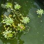 Ludwigia sedoides برگ