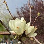 Magnolia denudata Floro