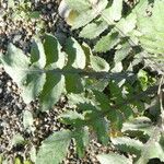 Brassica tournefortii Leaf