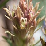 Castilleja nana Fruit