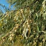 Elaeagnus angustifolia Fruit