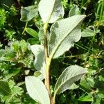 Salix pyrenaica Liść