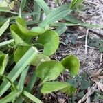 Dichondra carolinensis পাতা