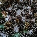 Mammillaria mercadensis Hoja