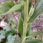 Cephalanthera damasonium Kůra