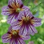 Salpiglossis sinuata Çiçek