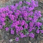 Thymus serpyllum Flower