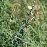 Artemisia argyi Hábito