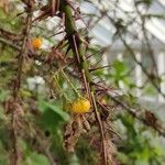 Solanum atropurpureum Kéreg