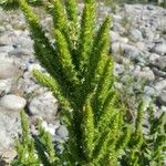 Amaranthus retroflexusFlower