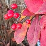 Photinia villosa Fruchs