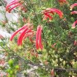 Erica discolor Flor