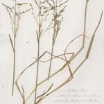 Puccinellia distans Habit