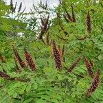 Amorpha fruticosa फूल