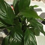 Spathiphyllum floribundum Folha