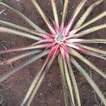 Bromelia pinguin Leaf