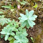 Rhodiola rosea Лист