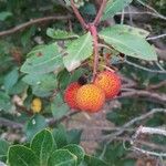 Arbutus andrachne Fruct