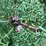 Cupressus arizonica Φύλλο