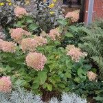 Hydrangea paniculataFlower