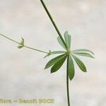 Galium obliquum Other