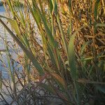 Panicum amarum 葉