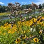 Cirsium arvenseFlors