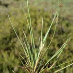 Juncus gerardi Habitus