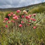 Helichrysum formosissimum