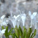 Valeriana montana ফুল