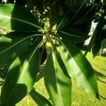 Lophostemon confertus Leaf