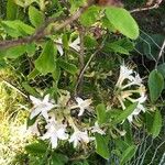 Rhododendron atlanticum Flor