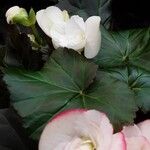 Begonia grandis Lehti