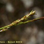 Carex brachystachys Outro