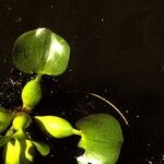 Pontederia crassipes Лист