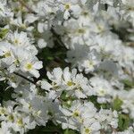 Exochorda × macrantha Flower