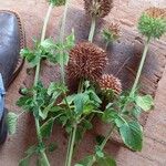 Leonotis nepetifolia Foglia